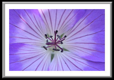 Purple Flower #271